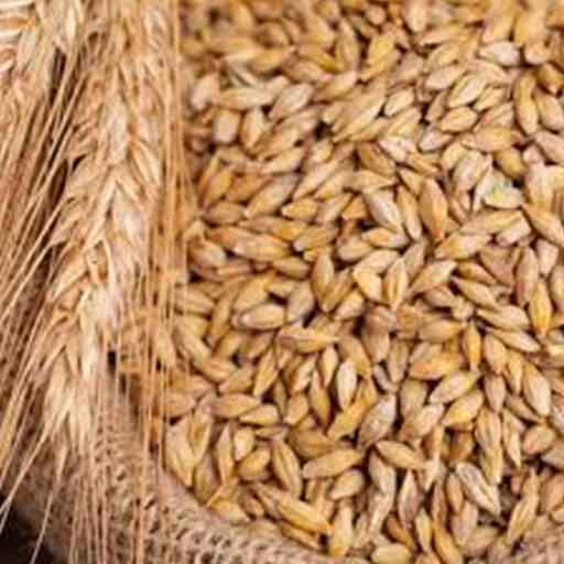 خوراک مرغ صنعتی